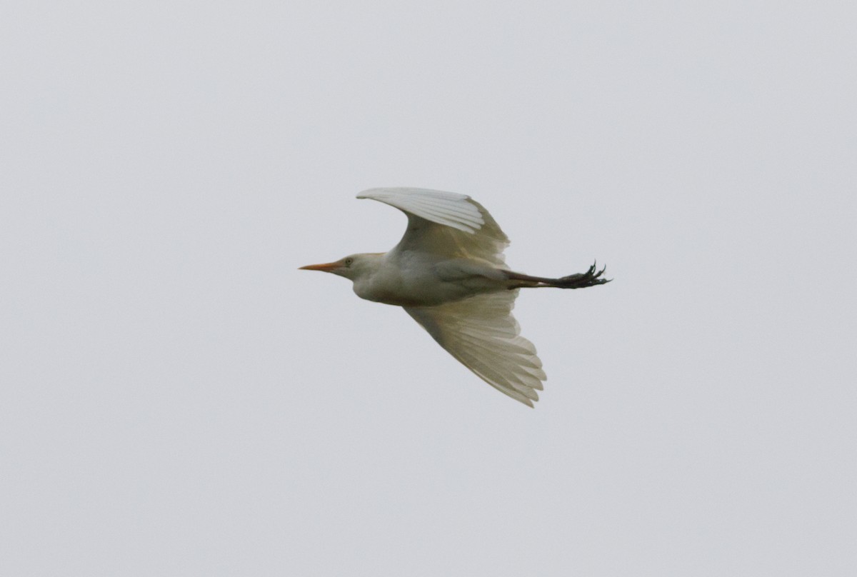 Western Cattle Egret - ML621843964