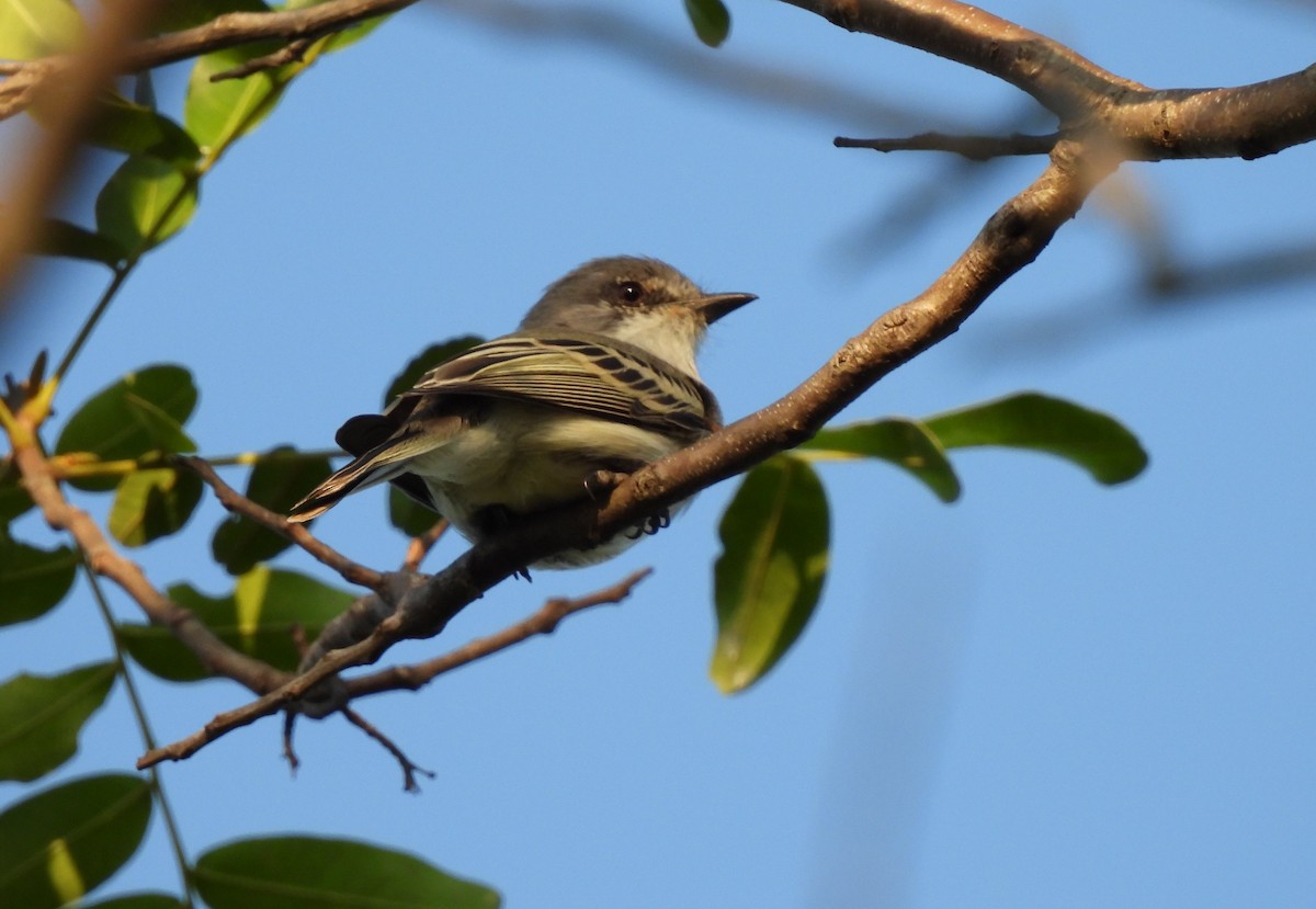 Suiriri Flycatcher - ML621843965