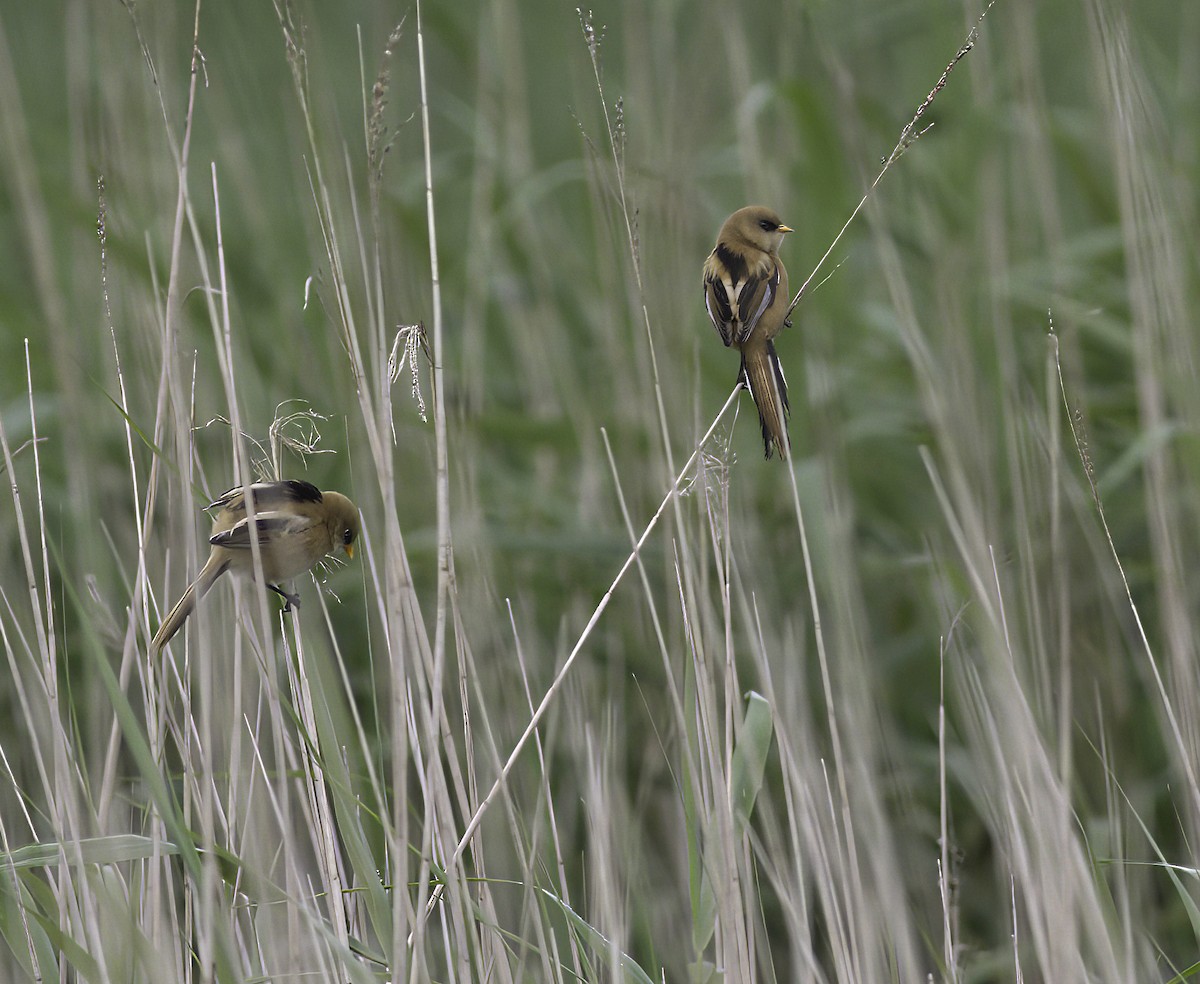 Bearded Reedling - ML621843967