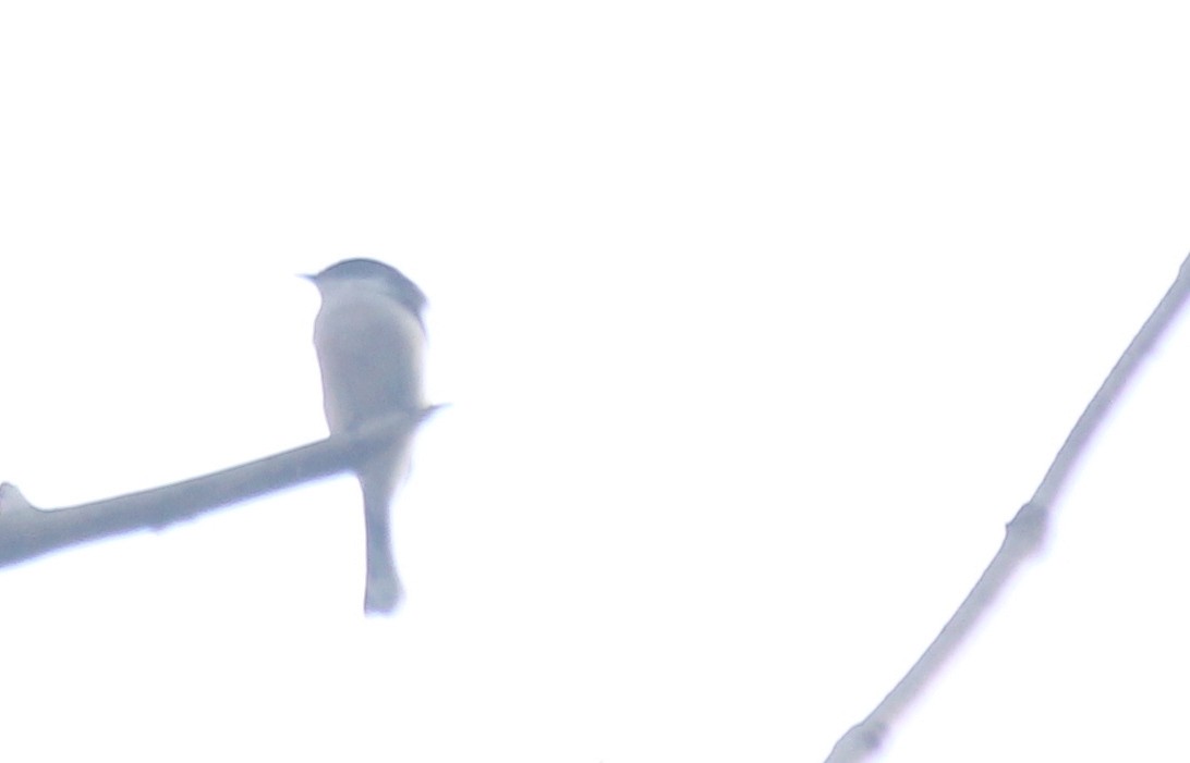 Bar-winged Flycatcher-shrike - ML621843972