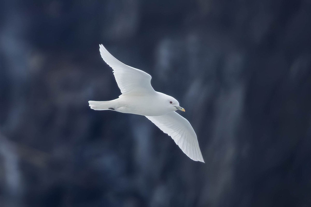 Ivory Gull - Samanvitha Rao