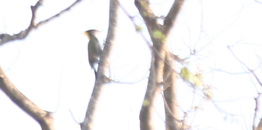 Lesser Yellownape - ML621843994