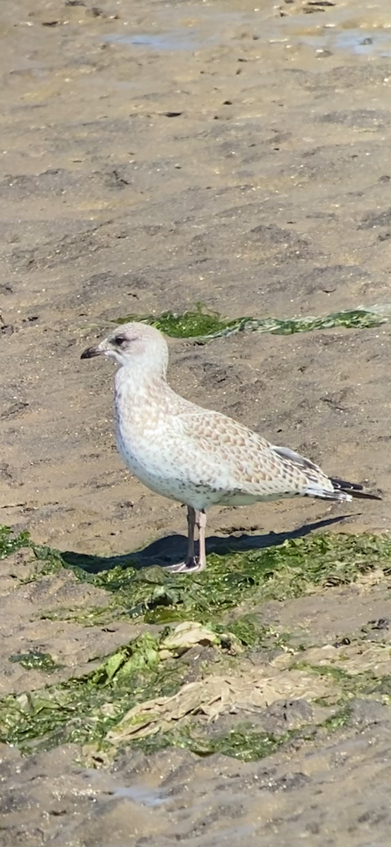 Ring-billed Gull - ML621843996