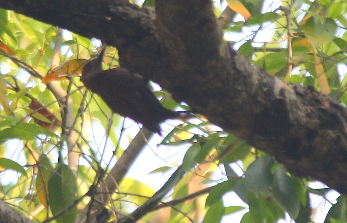 Rufous Woodpecker - ML621844003