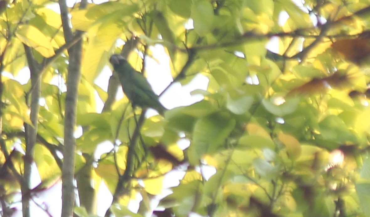 Red-breasted Parakeet - ML621844005