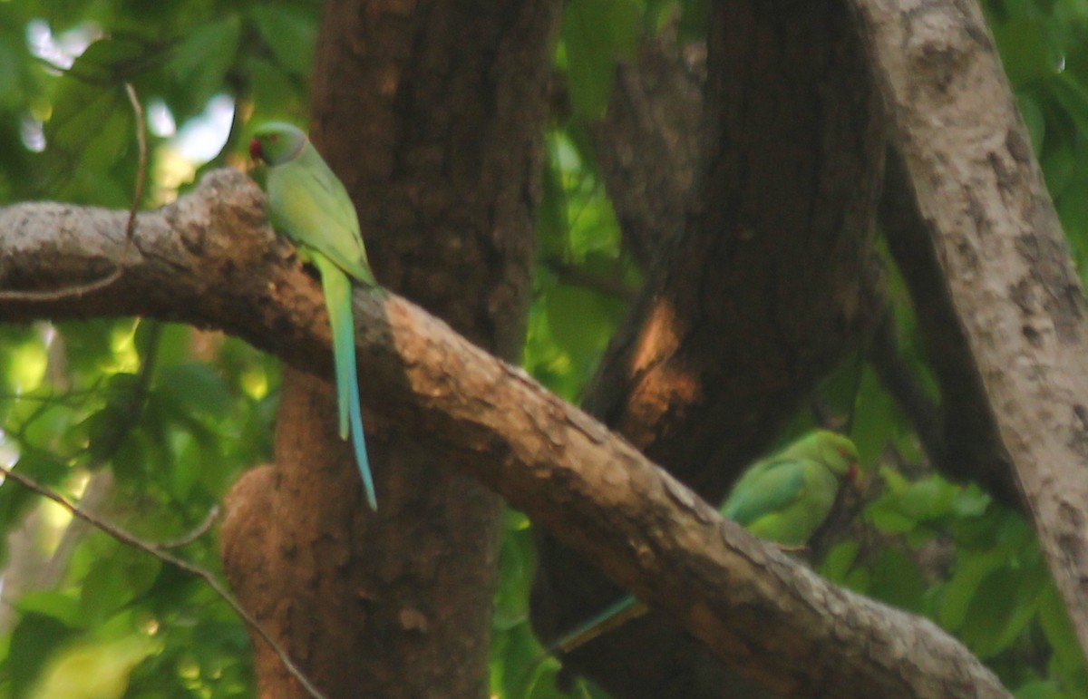 Rose-ringed Parakeet - ML621844017