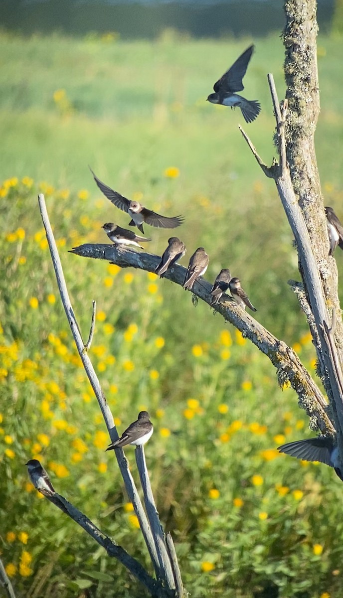 Bank Swallow - ML621844030