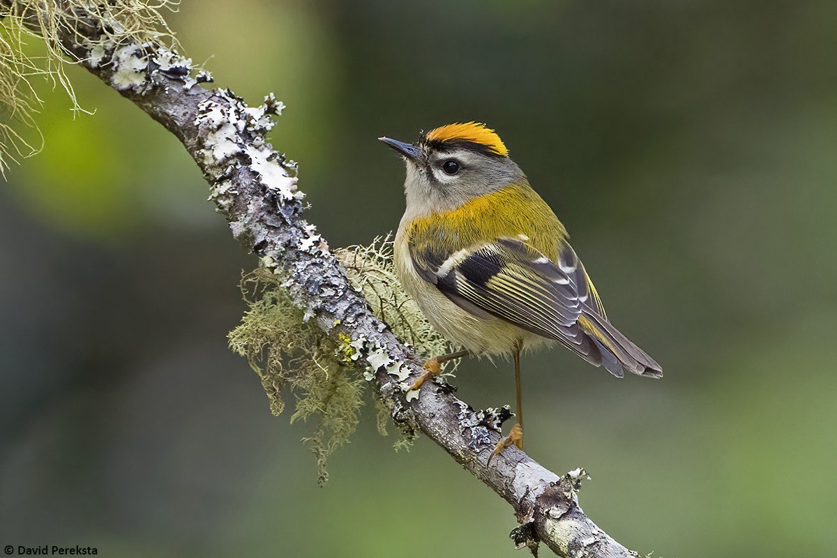 Madeira Firecrest - ML621844036