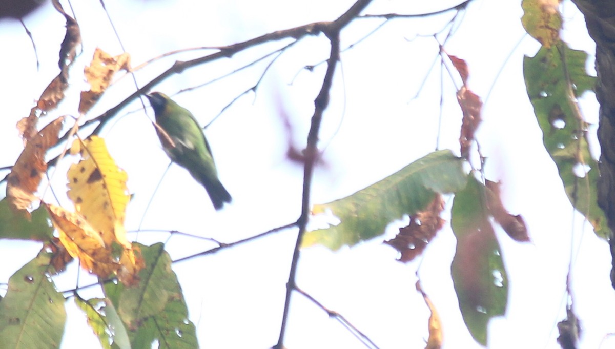 Golden-fronted Leafbird - ML621844068