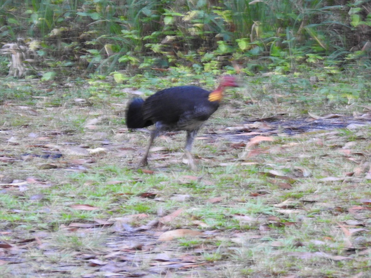 Australian Brushturkey - ML621844117