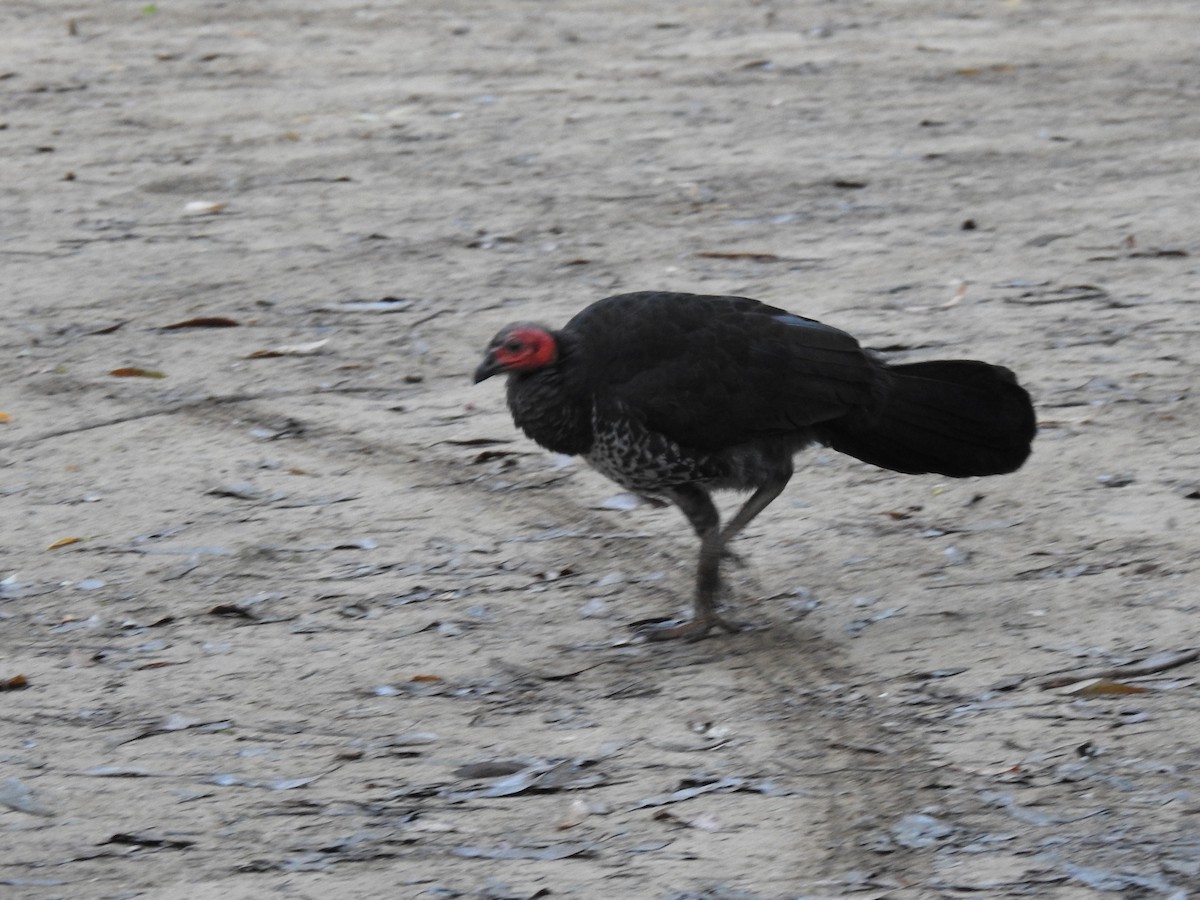 Australian Brushturkey - ML621844119