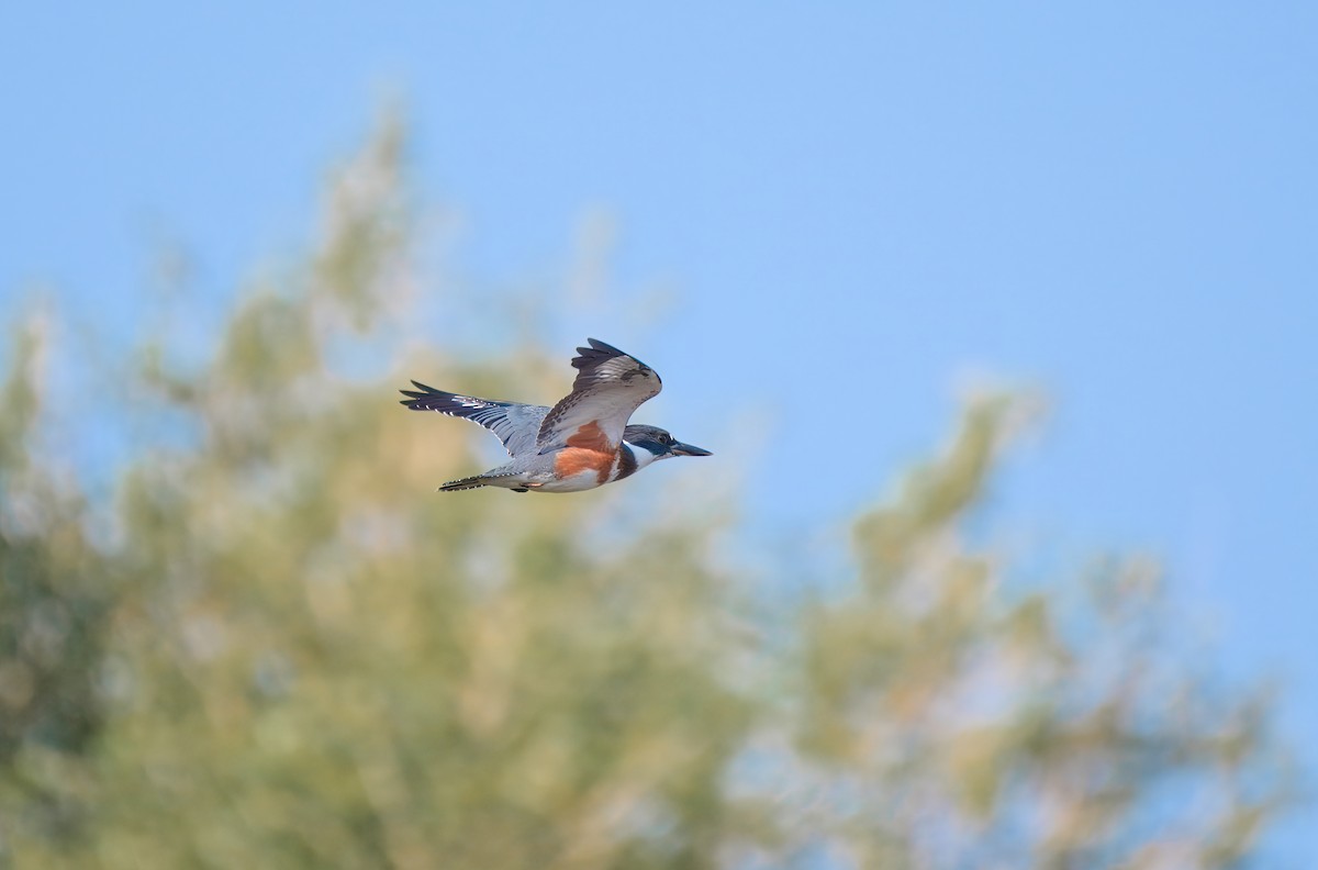 Belted Kingfisher - ML621844124