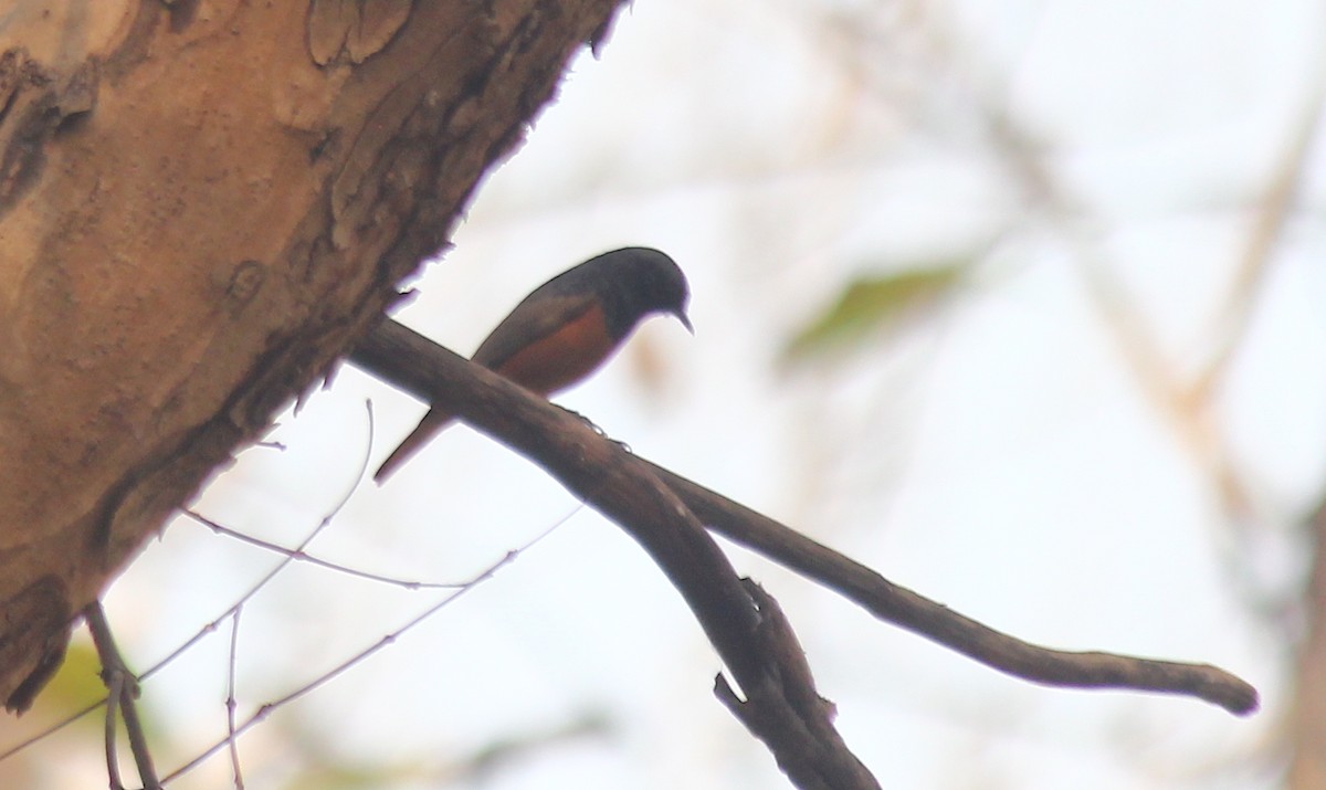 Black Redstart - ML621844125
