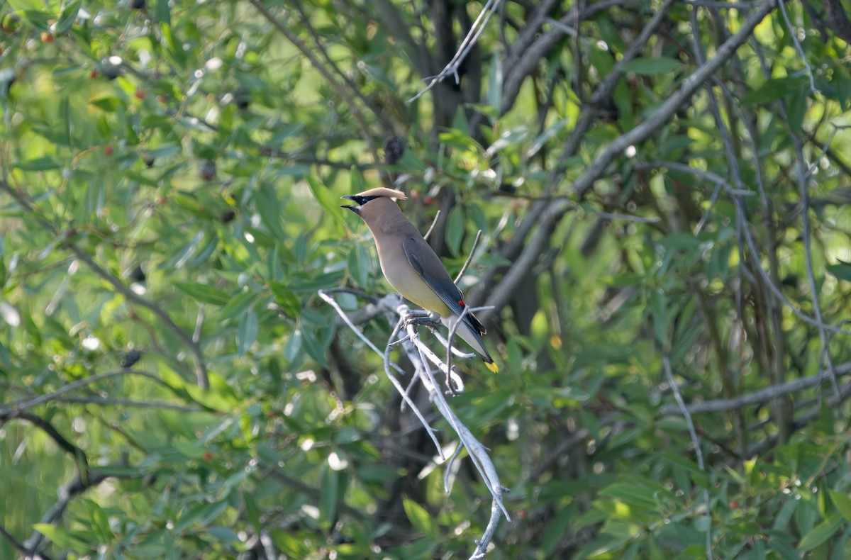 Cedar Waxwing - ML621844140