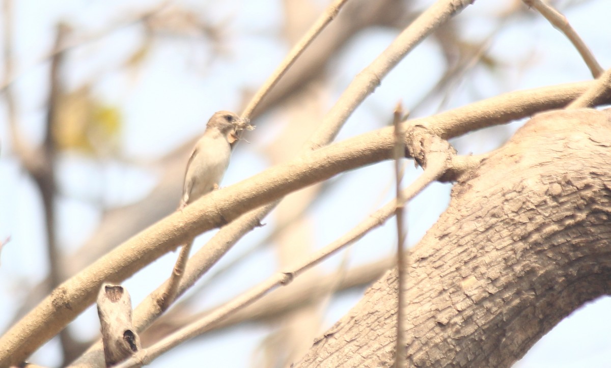 Yellow-throated Sparrow - ML621844148