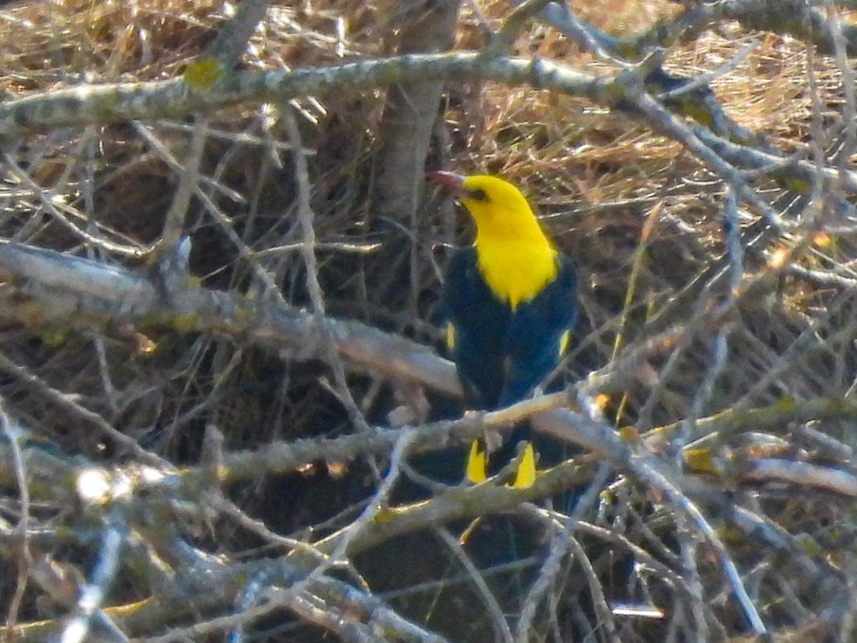 Eurasian Golden Oriole - ML621844176