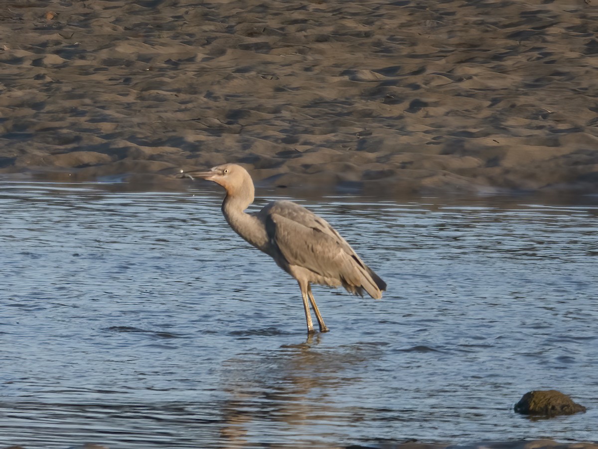 Reddish Egret - ML621844200