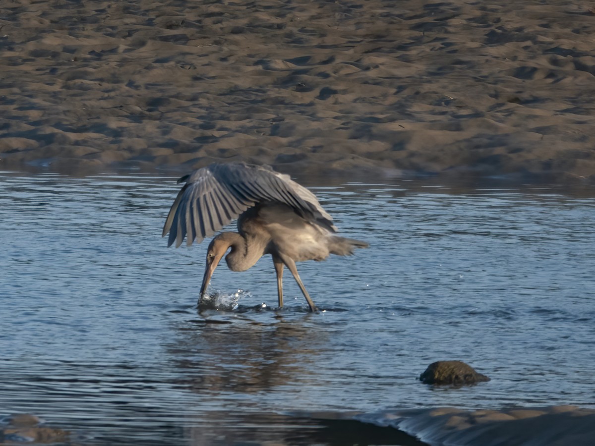 Reddish Egret - ML621844201