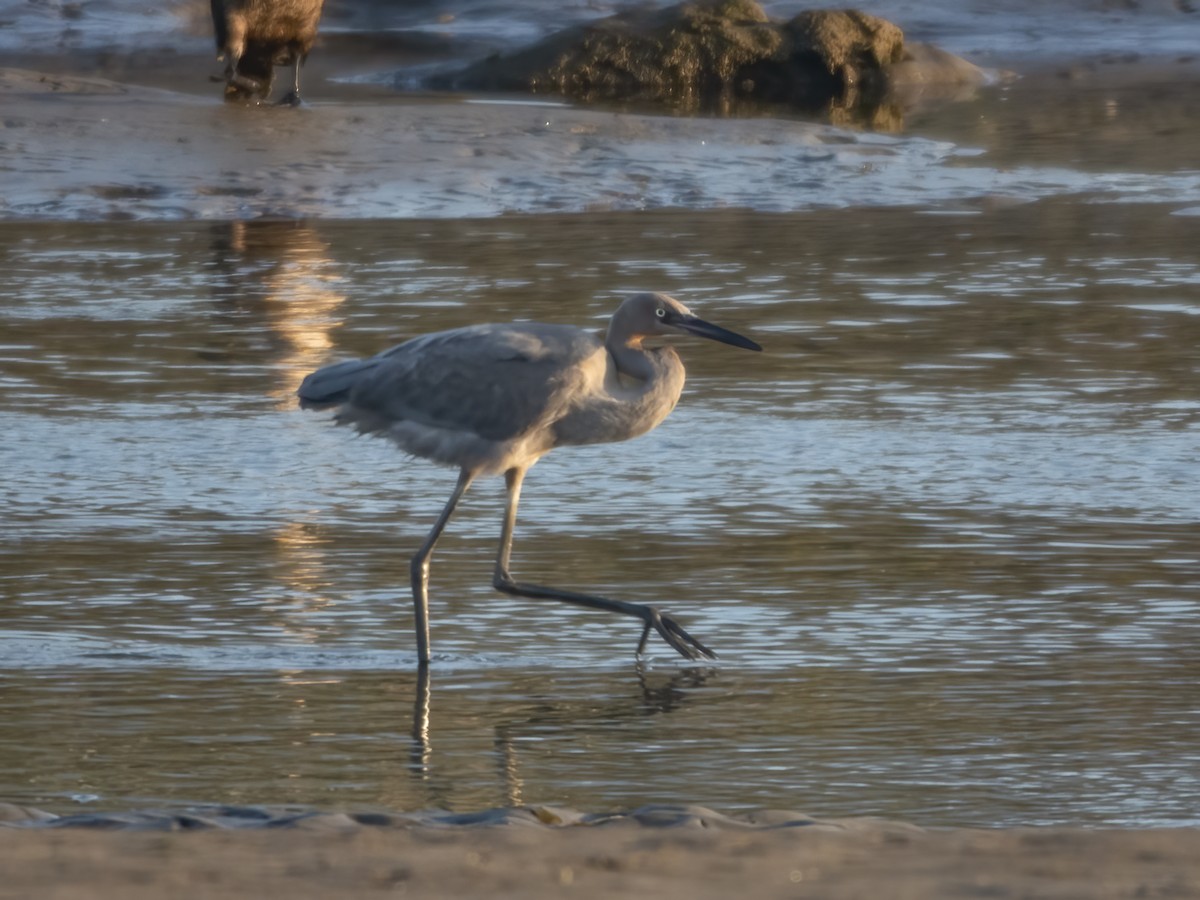 Reddish Egret - ML621844202