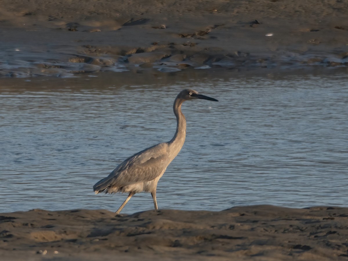 Reddish Egret - ML621844204