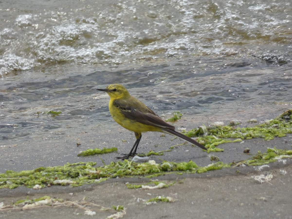 Western Yellow Wagtail - Peter Swinden