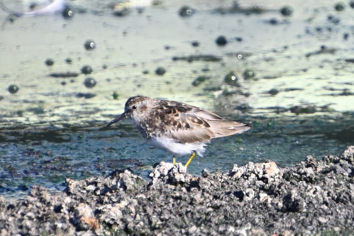 Least Sandpiper - Rich Howard