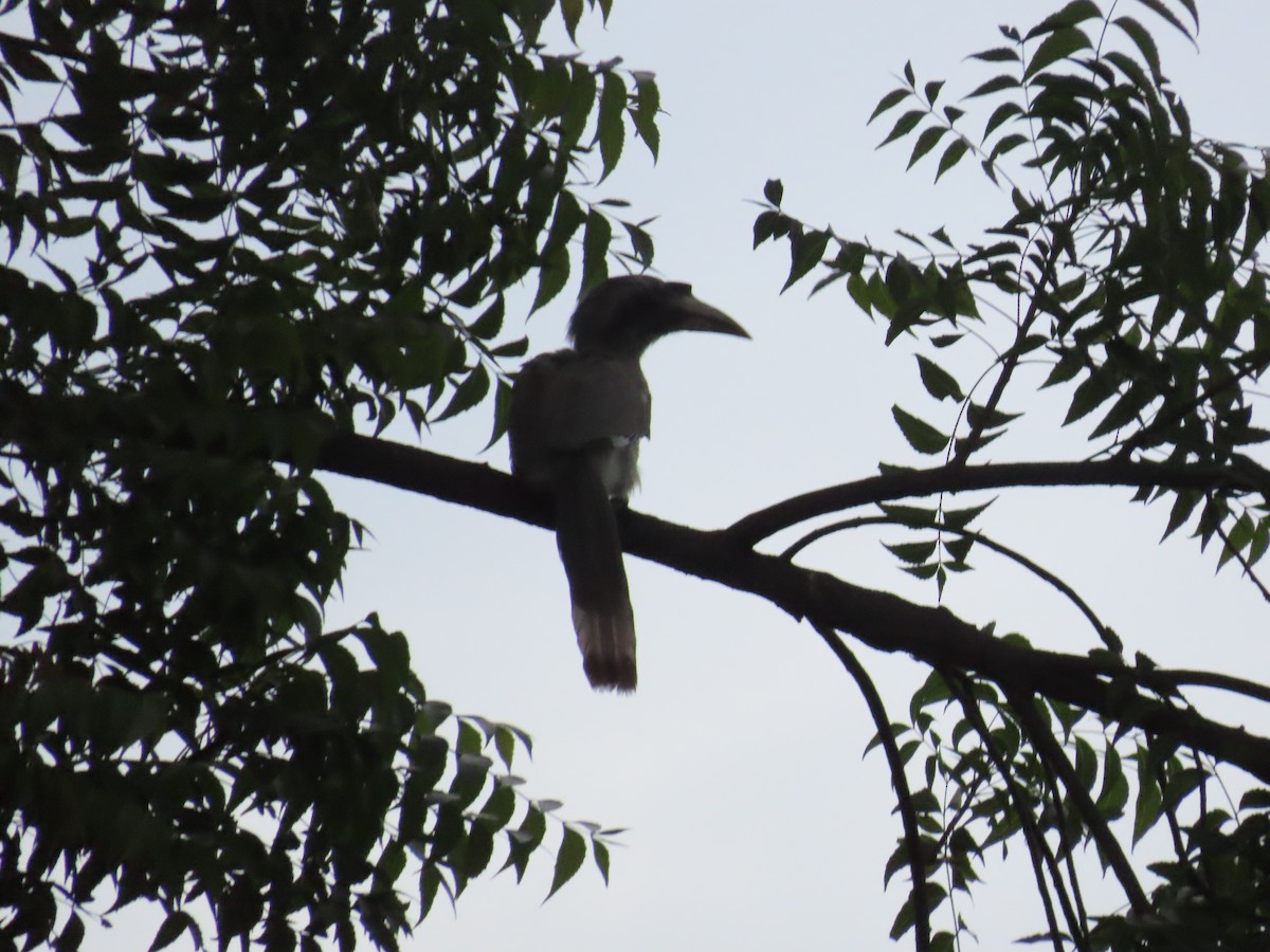 Indian Gray Hornbill - Shilpa Gadgil
