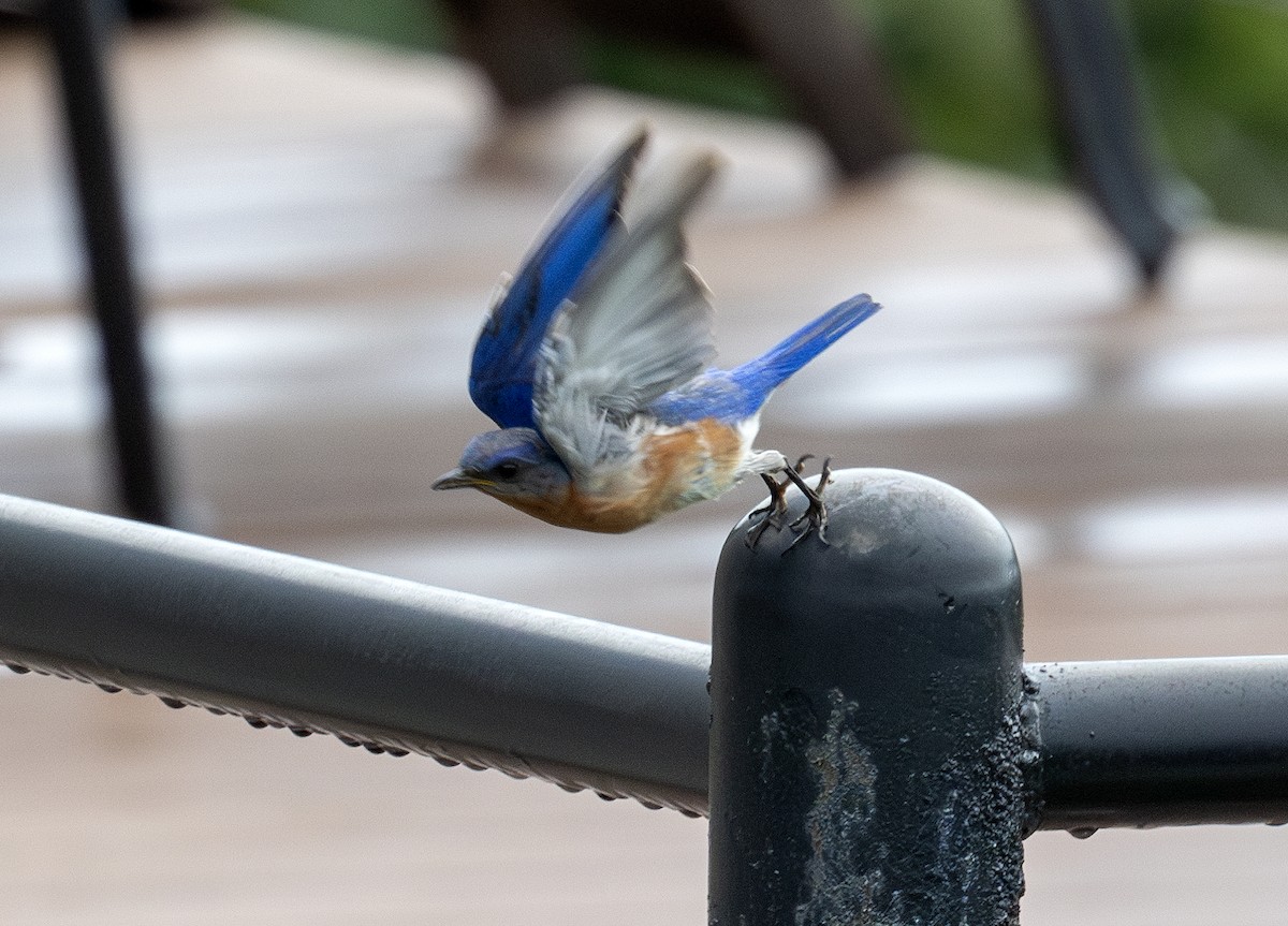 Eastern Bluebird - ML621844351