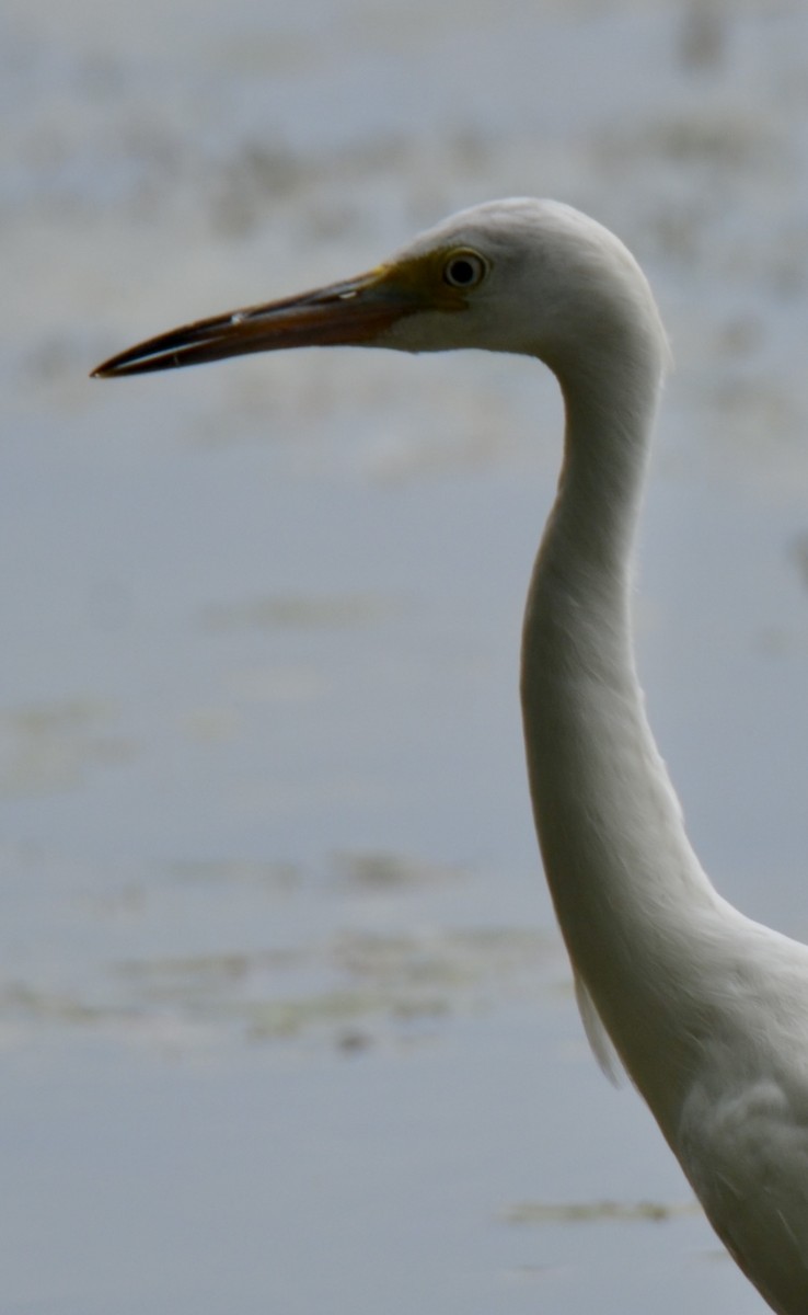 Little Blue Heron - ML621844365