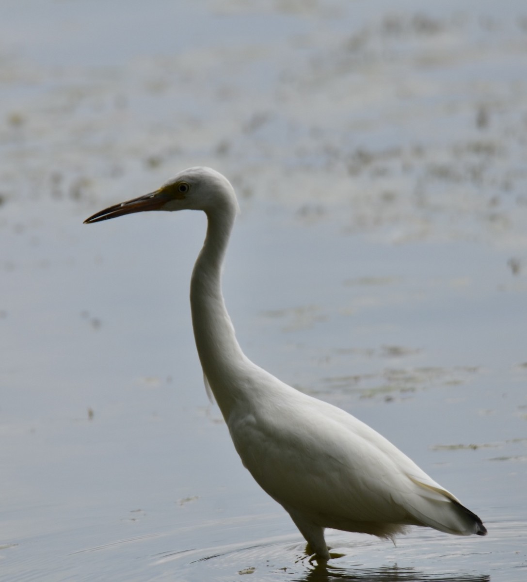 Little Blue Heron - ML621844368