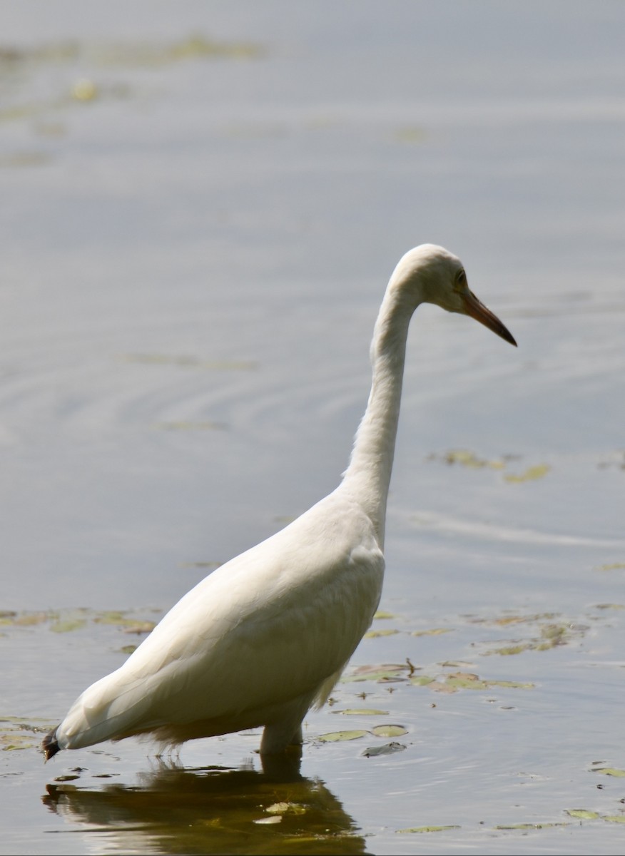 Little Blue Heron - ML621844369