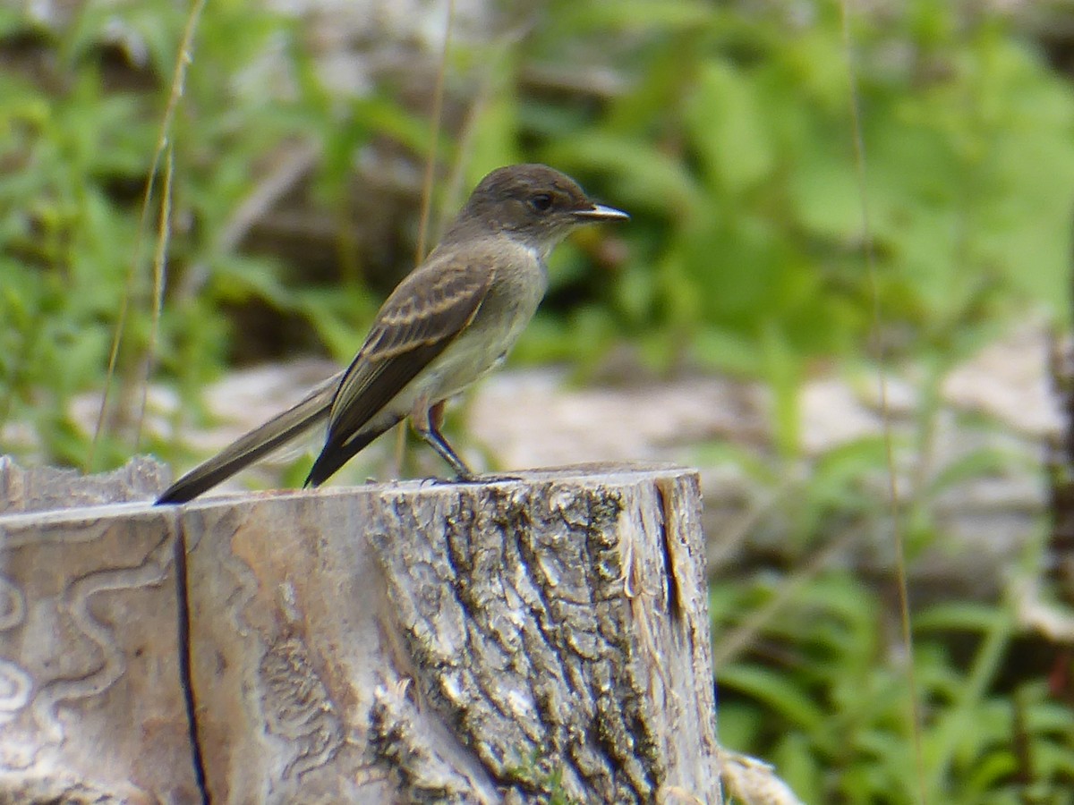 Eastern Phoebe - ML621844394