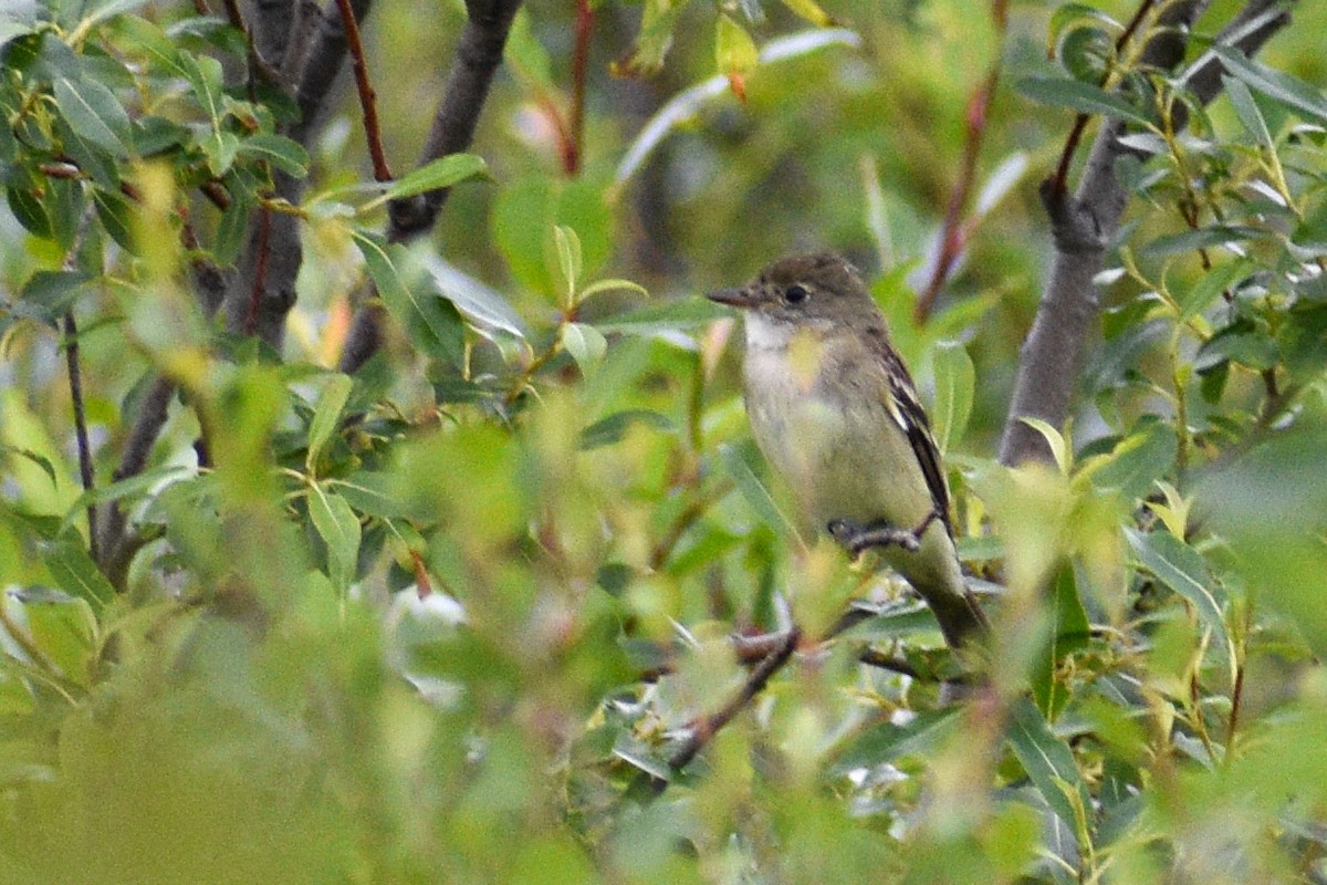 Alder Flycatcher - ML621844446