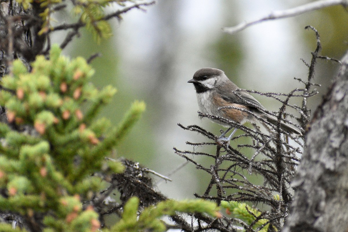Boreal Chickadee - ML621844452