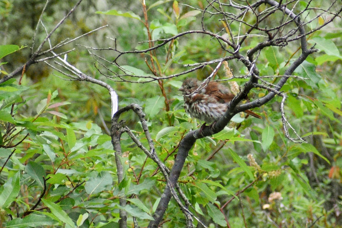 Fox Sparrow - ML621844474