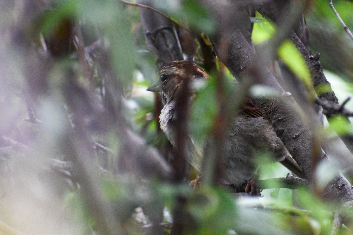 White-throated Sparrow - ML621844478