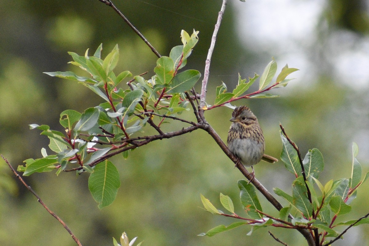 Lincoln's Sparrow - ML621844482