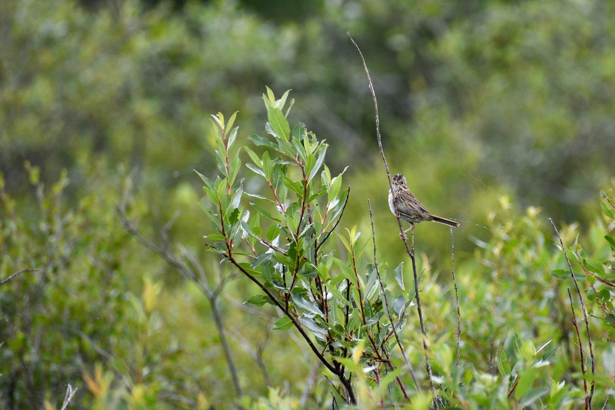 Lincoln's Sparrow - ML621844483