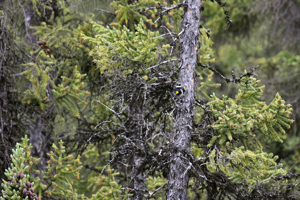 Yellow-rumped Warbler - ML621844490