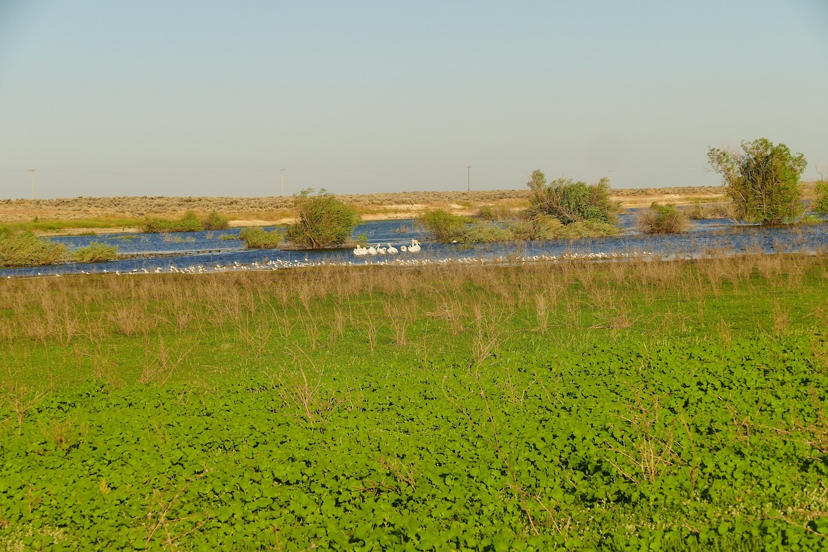 Franklin's Gull - Jon (JC) Curd