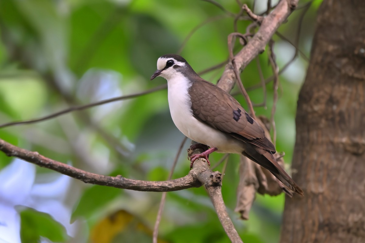 Tambourine Dove - ML621844537