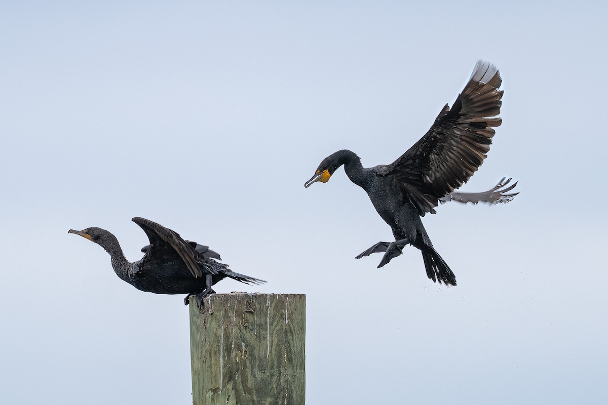 Double-crested Cormorant - Shori Velles