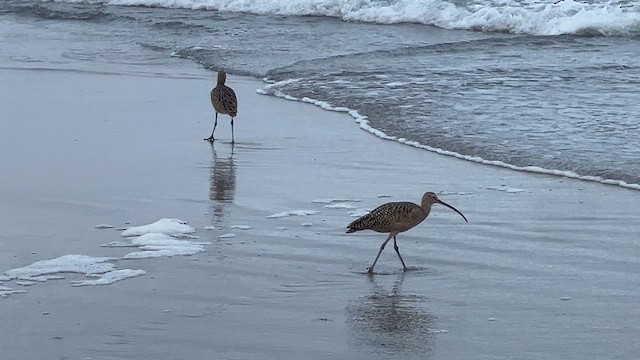 Long-billed Curlew - ML621844653