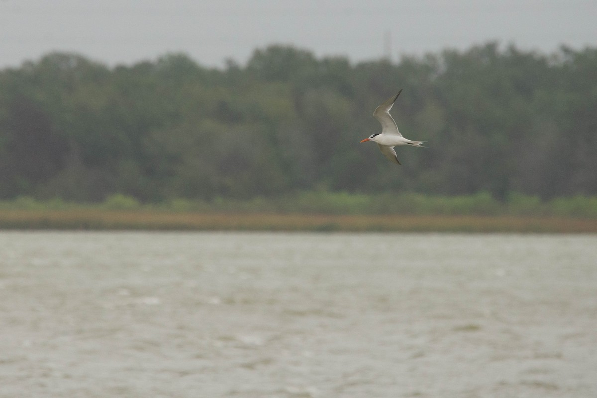 rybák královský - ML621844675