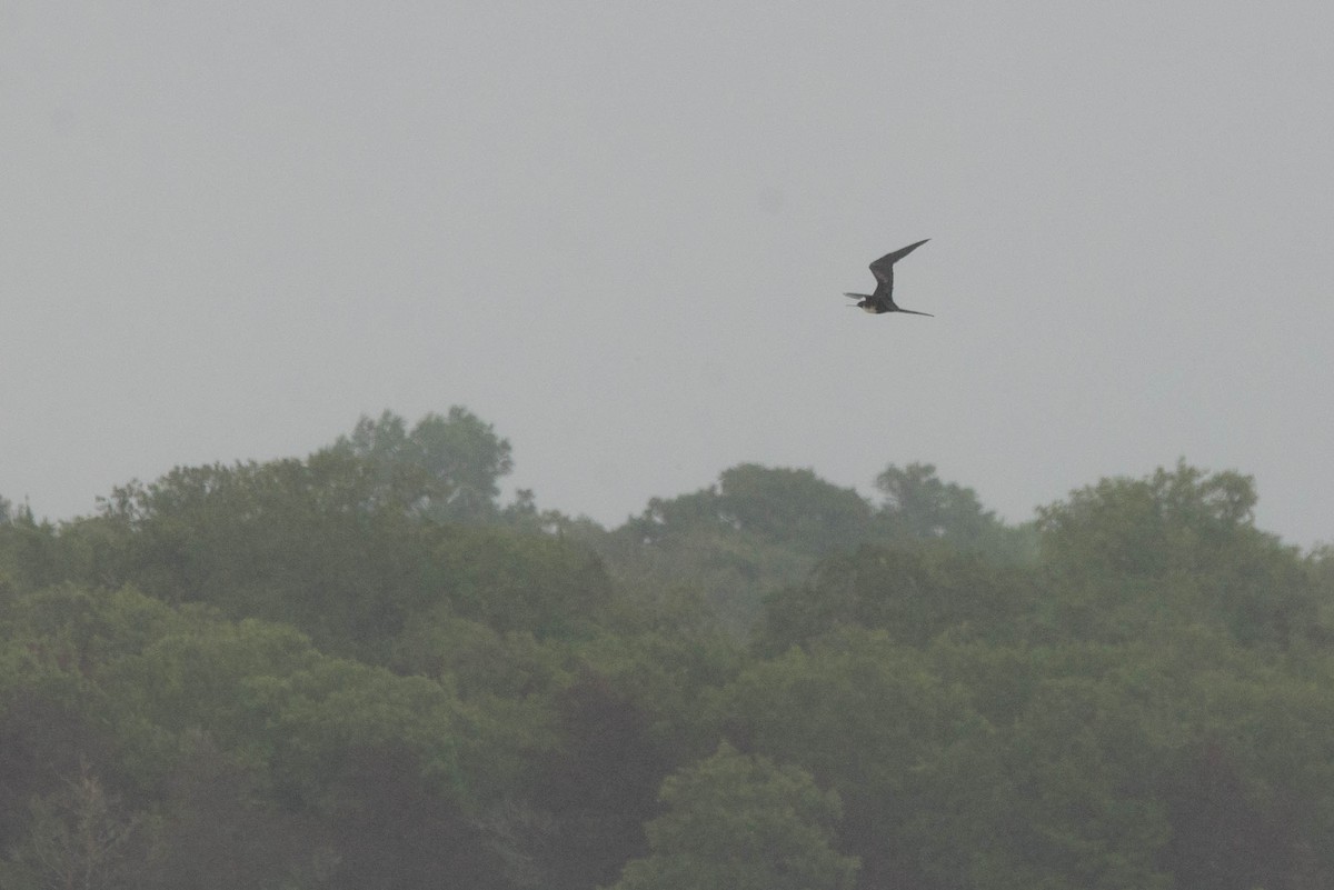 fregatka vznešená - ML621844678