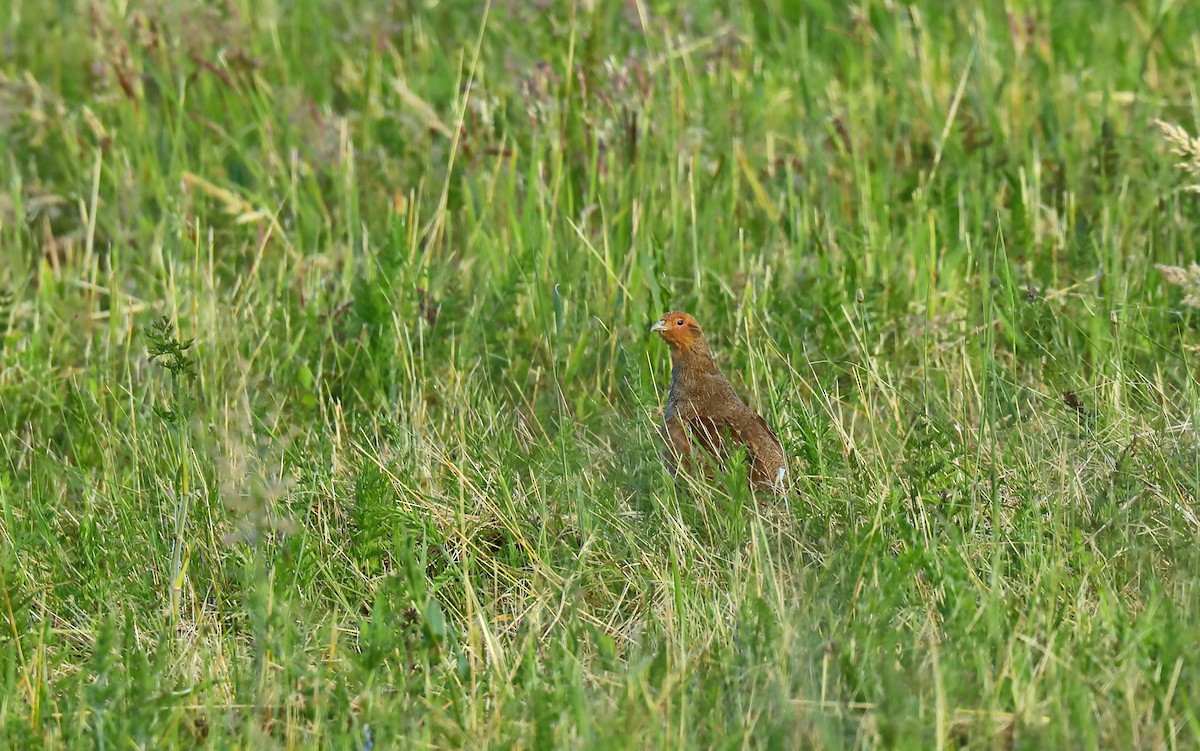 Gray Partridge - Yannick FRANCOIS