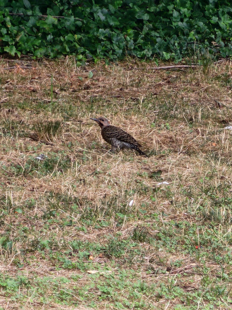 Northern Flicker - ML621844685