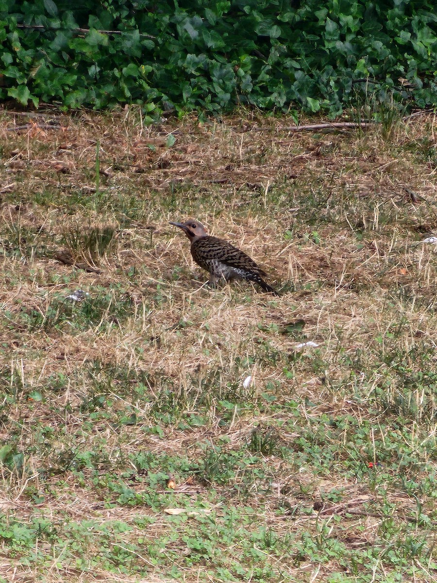 Northern Flicker - Jon Hills