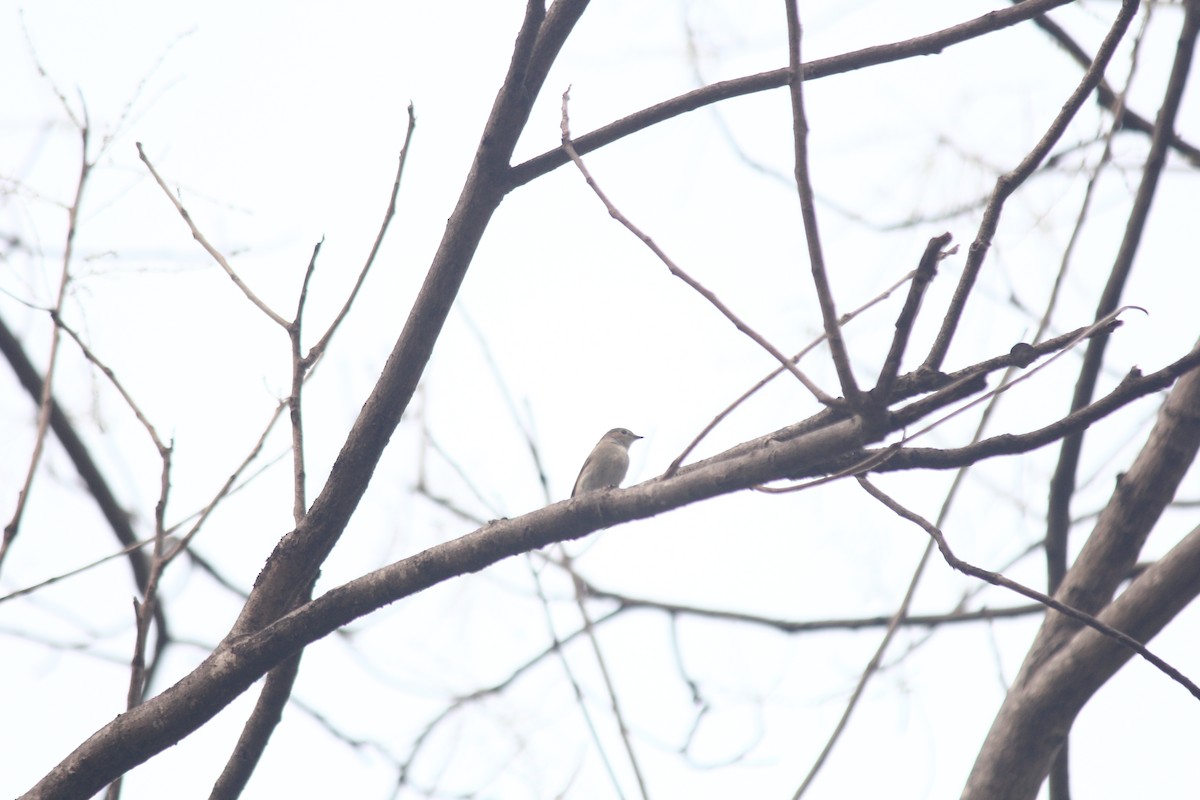 Taiga Flycatcher - ML621844757