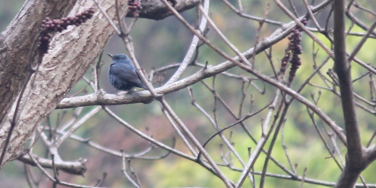 Blue Rock-Thrush - ML621844771